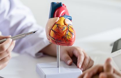 A plastic model of a heart is on a table. A doctor's hands are visible and he is pointing at the heart with a pen.