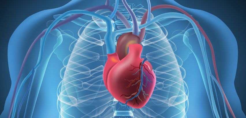 An animated graphic of the heart. 